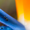 Ant on Bird of Paradise