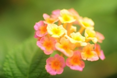 flower bouquet