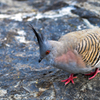 鳩