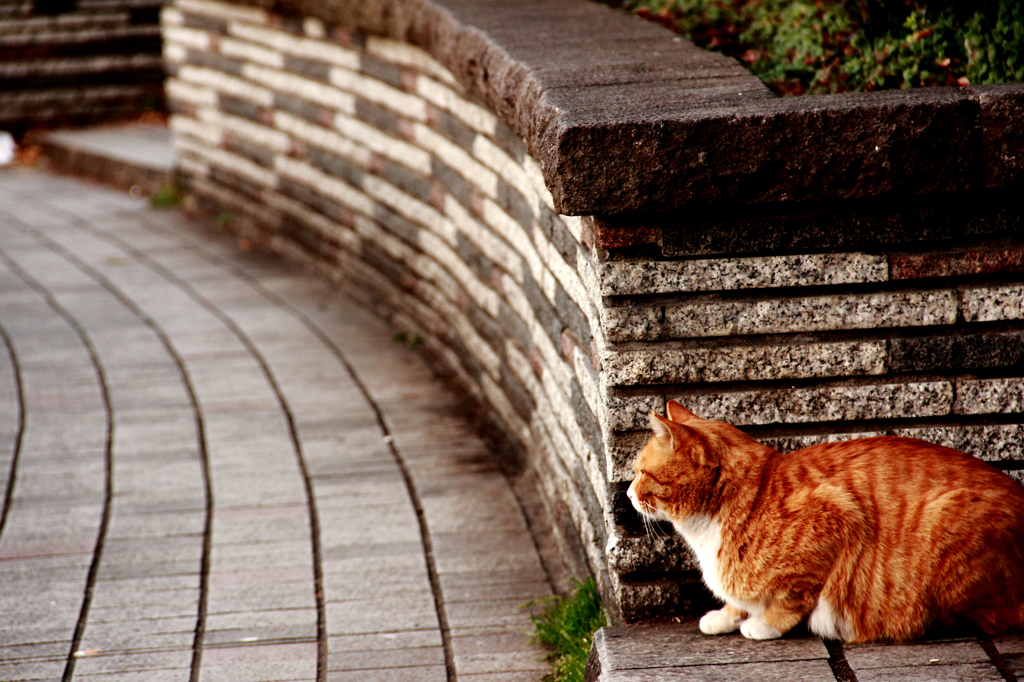 follow behind...