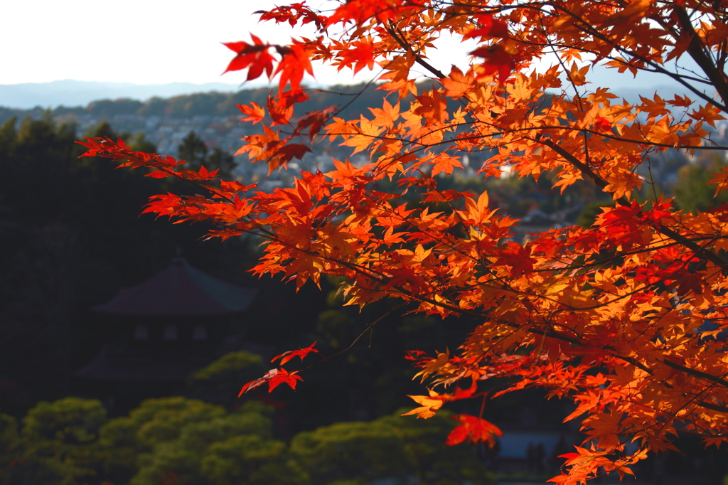 Sayonara Autumn