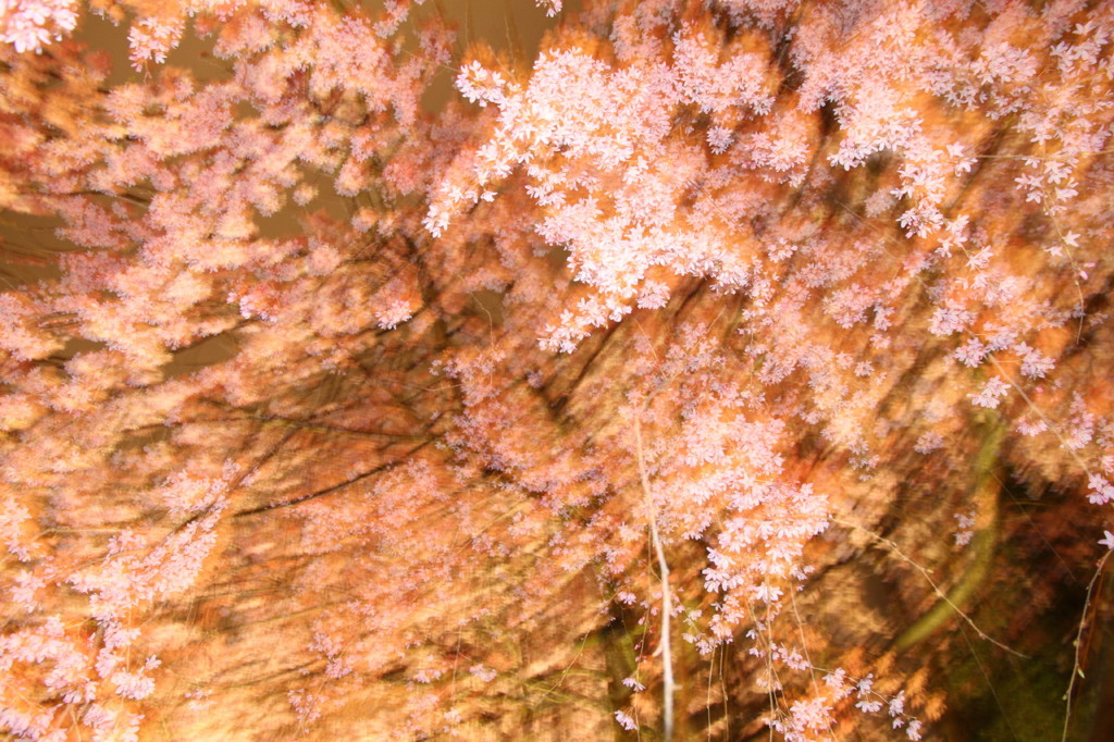 桜舞う