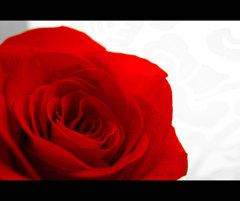 薔薇
