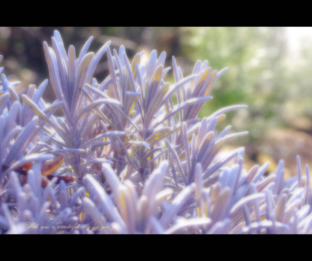 植物の願い