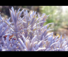 植物の願い