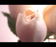 蕾