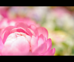 花まつり