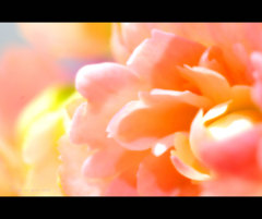 七色の花