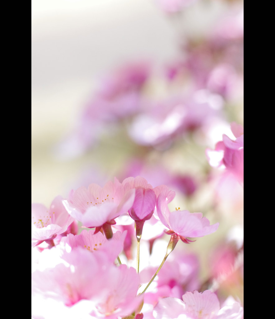 ピンクの桜とハートの光で