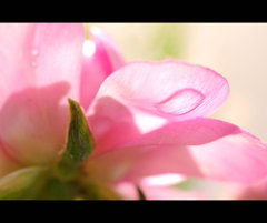 雫より花弁