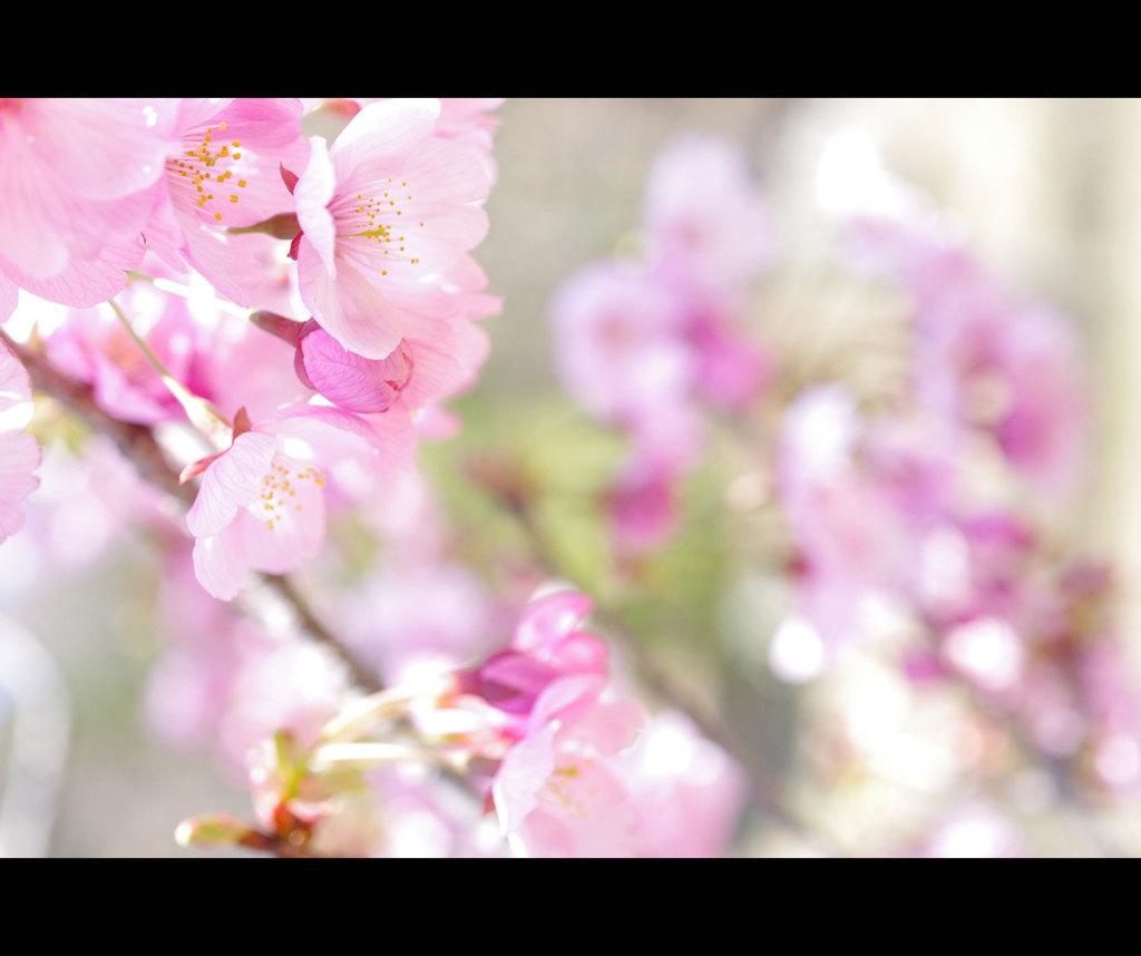 桜トピー