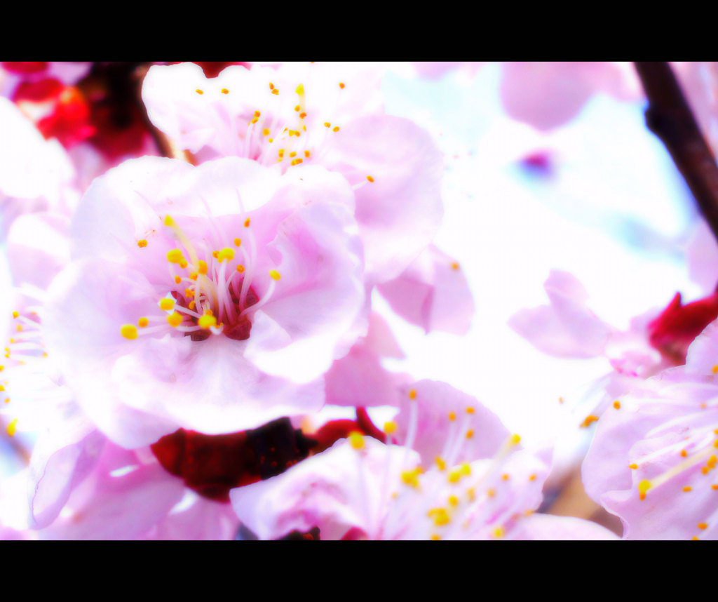 初桜