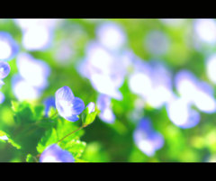 野に咲く～花のよ～おに