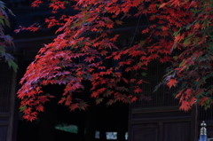 紅葉