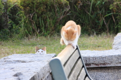 よんだかにゃ？