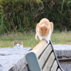 よんだかにゃ？