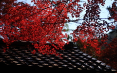 紅葉