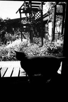 猫小屋から