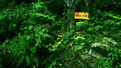 分かれ道