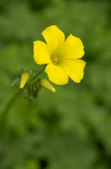 黄色い花