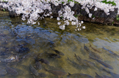 鯉と桜