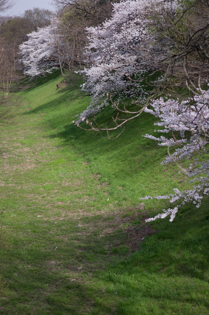 堀に咲く桜