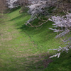 堀に咲く桜