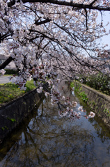 川縁の桜