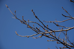 冬の空