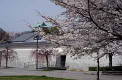 名古屋城と桜