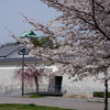 名古屋城と桜