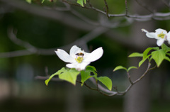 蜂と花