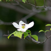 蜂と花