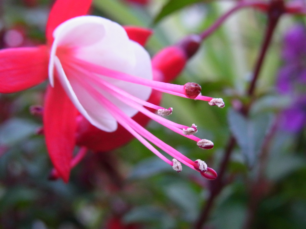 フクシアの花（右向き）
