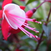フクシアの花（右向き）
