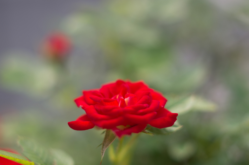 Mini Rose