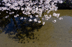 川縁の桜