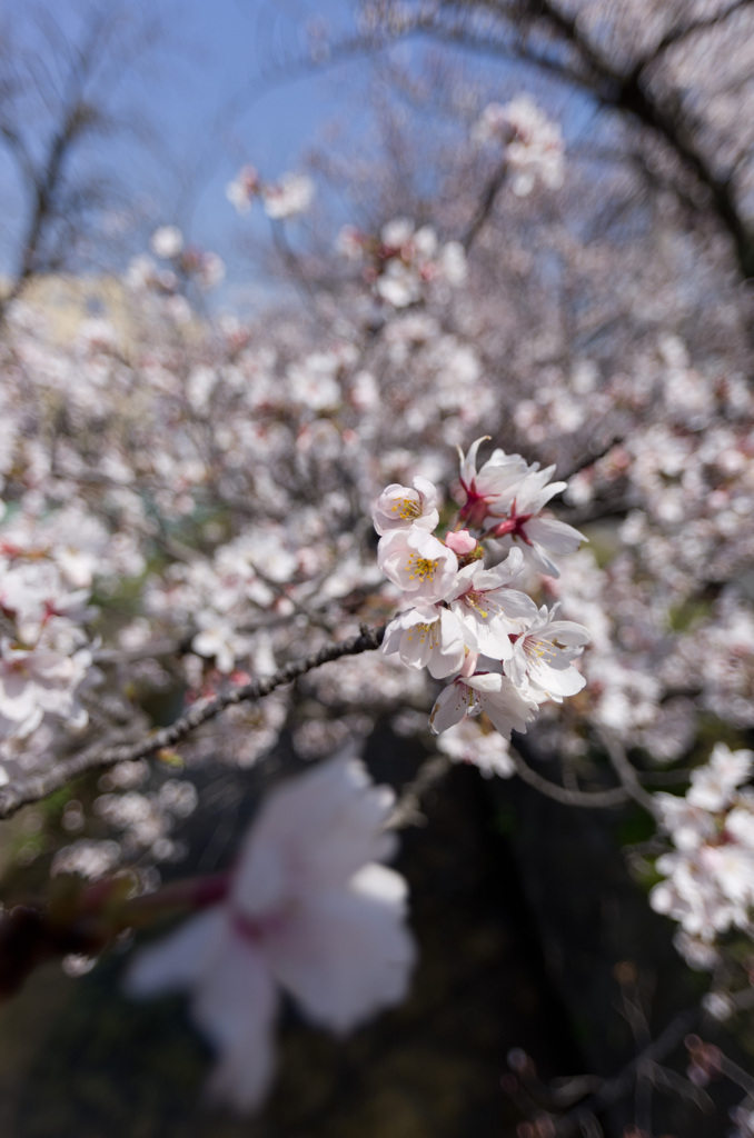 8分咲き with Wide Lens