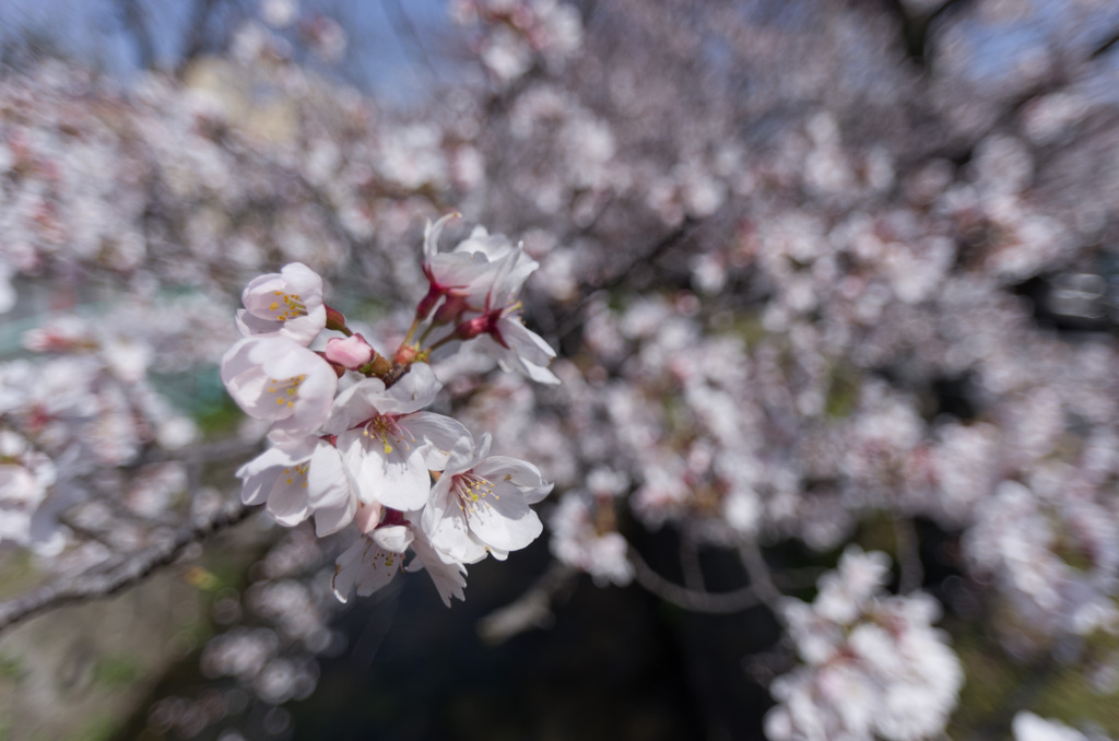 8分咲き with Wide Lens