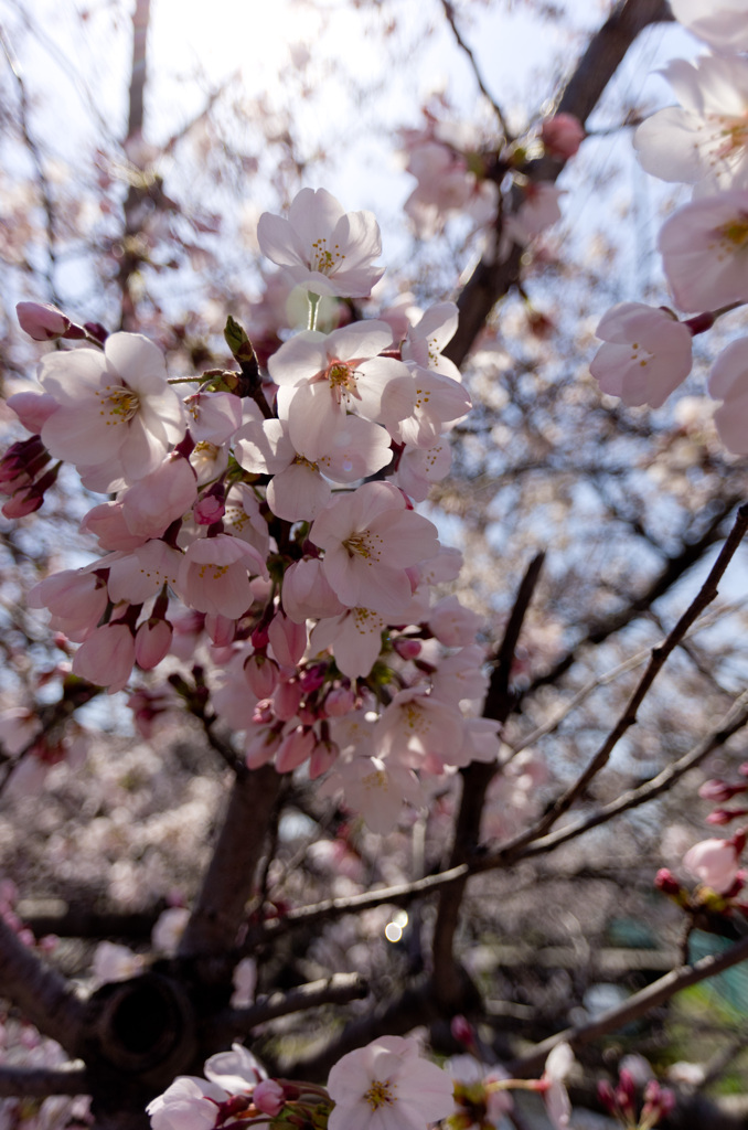 8分咲き with Wide Lens
