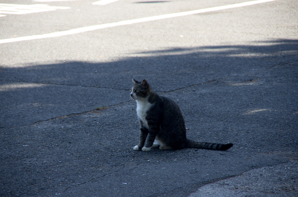 山頂の猫