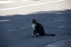 山頂の猫