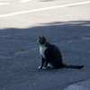 山頂の猫