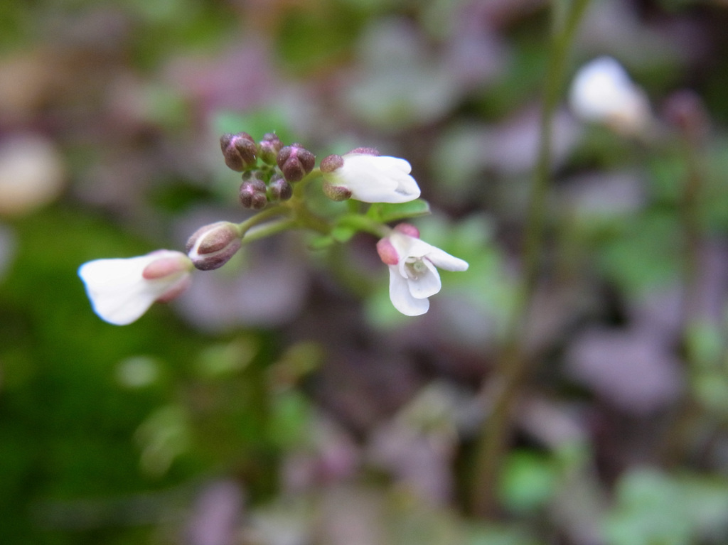 野草