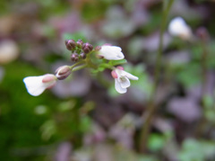 野草