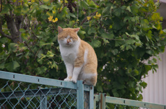 フェンス猫