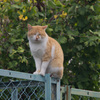 フェンス猫