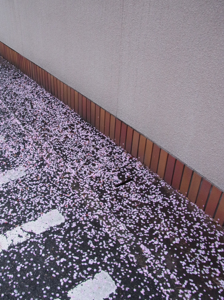梅、散る