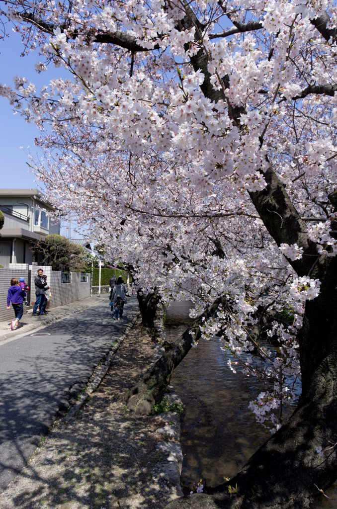 桜並木