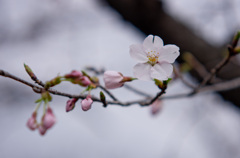 3分咲き